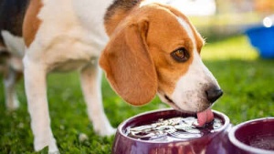 Beyond Water: 5 Safe and Healthy Drink Options for Your Dog