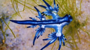 SPAIN BEACH ALERT: Venomous 'Blue Dragons' Force Closures - Know the Danger Zones
